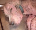 Αργυρά Αχαΐας: Ο σκύλος έπεσε σε κώμα εξαιτίας της χρόνιας δεμοδήκωσης